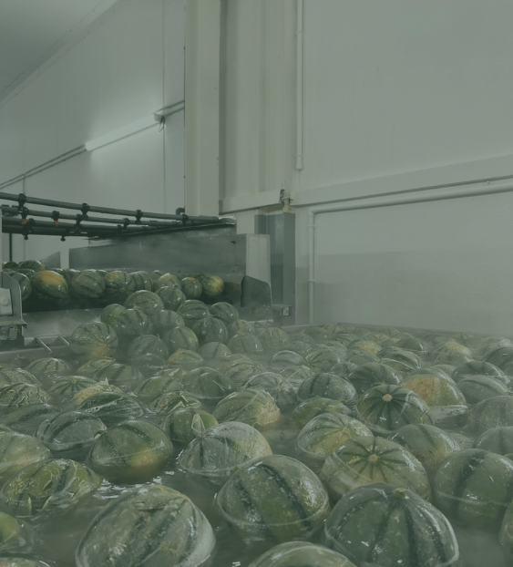 Régis Garat nous explique comment extraire la SOD des melons